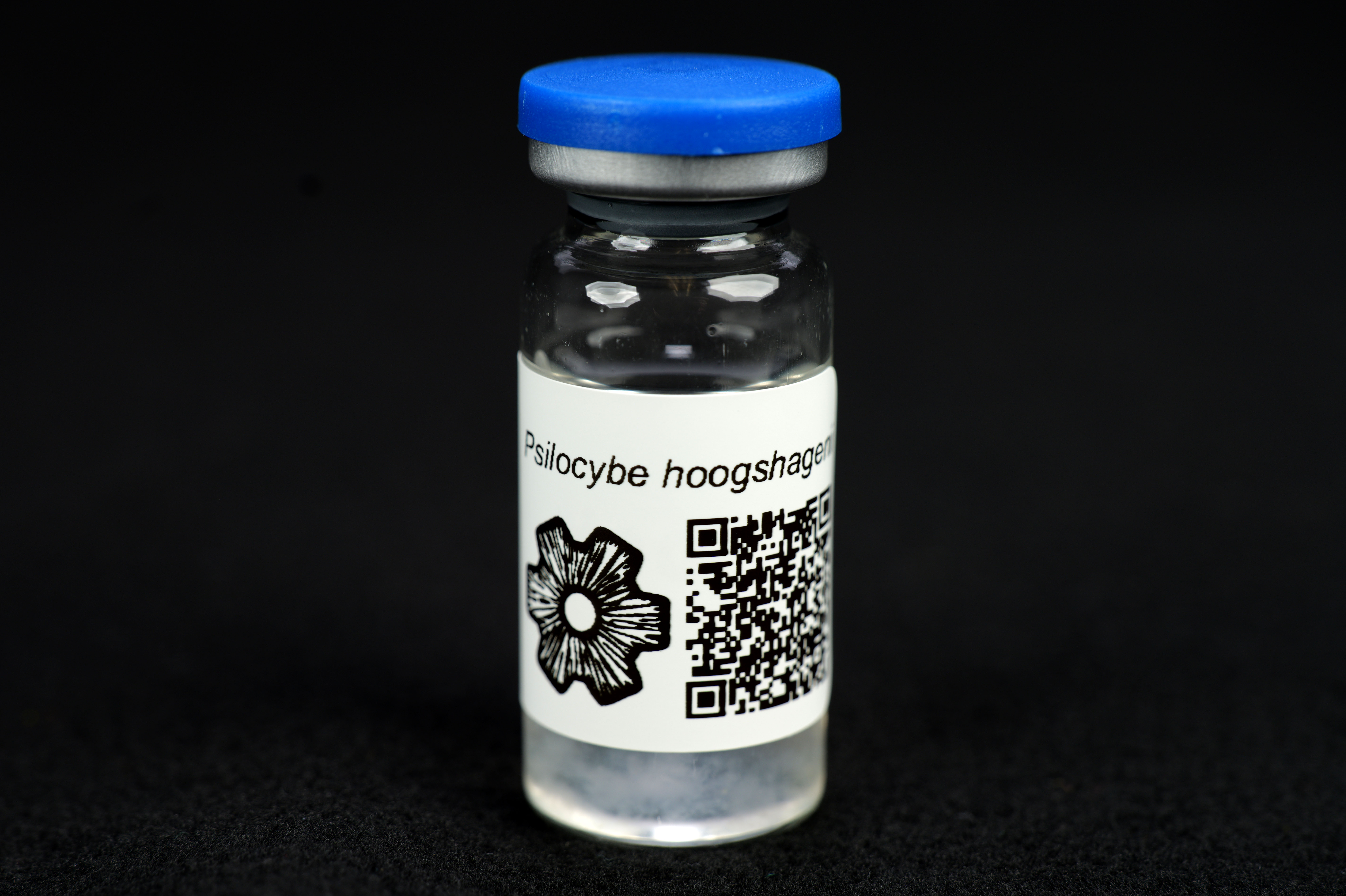 Psilocybe hoogshagenii : MycoTrue(TM) Isolate Vial